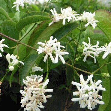 Heptacodium miconioides 12 Litre