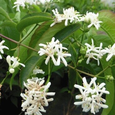 Heptacodium miconioides 12 Litre