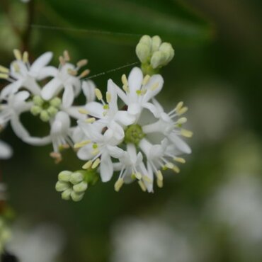 Heptacodium miconioides 12 Litre