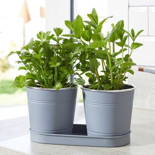 Herb Pot 1L 2/Pk - image 2