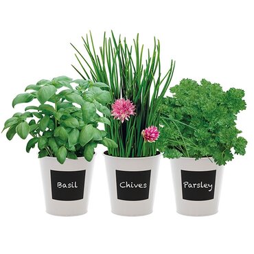buy herb planter grow your own kit trio