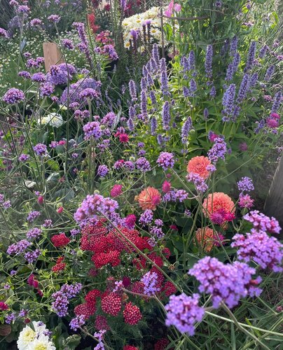 Herbaceous Starter Plants in variety 9cm