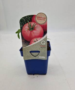 Heritage Tomato Big Pink 10cm