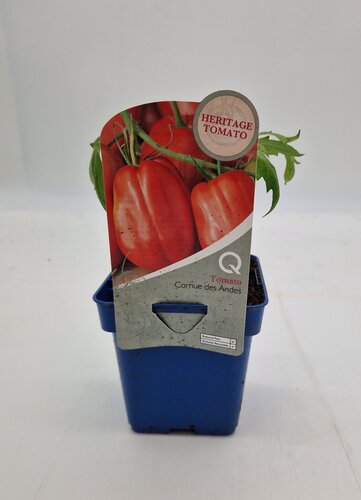 Heritage Tomato Cornue des Andes 10cm