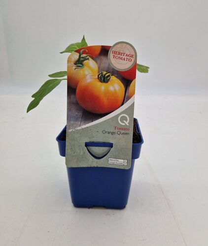 Heritage Tomato Orange Queen 10cm