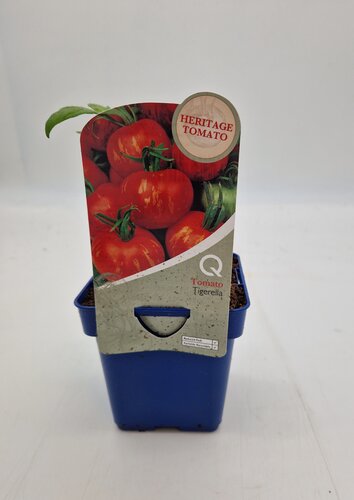 Heritage Tomato Tigerella 10cm