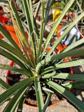 Hesperaloe 10 Litre - image 1
