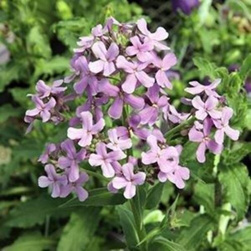 Hesperis Matronalis Purple 9cm