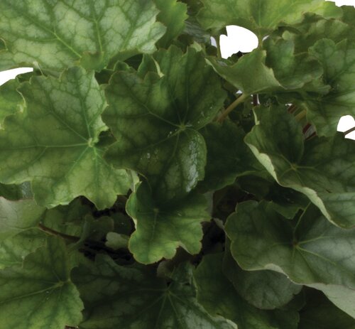 Heuchera Americana Dales Strain 9cm
