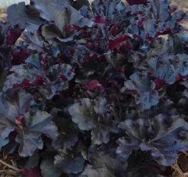 Heuchera Black Pearl 2L