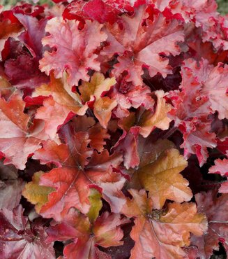 Heuchera Boysenberry 2 litre