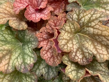 Heuchera Changeling 2 Litre