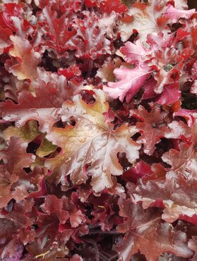 Heuchera Cherry Truffles 2 Litre