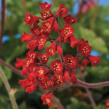 Heuchera Coral Forest 9cm