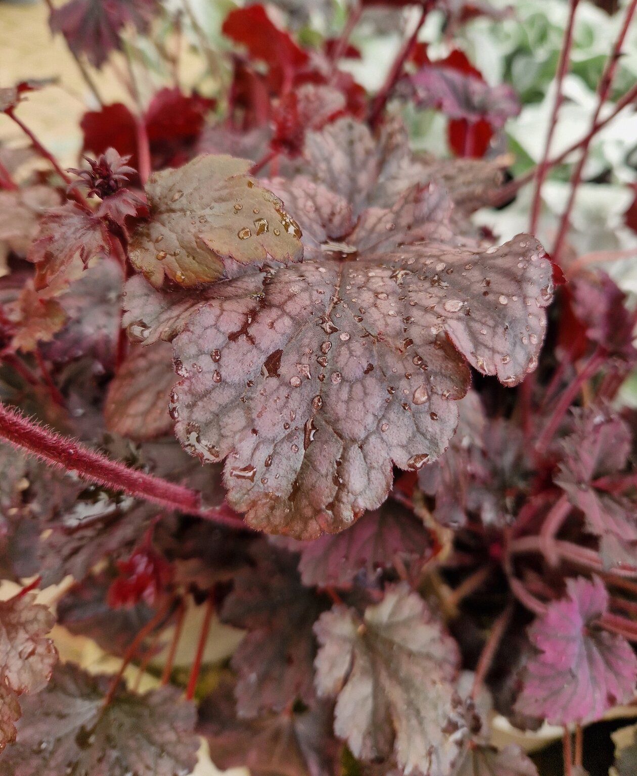 Heuchera Frosted Violet 2 Litre - Stewarts Garden Centre