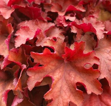 Heuchera Indian Summer Cranberry 1 Litre