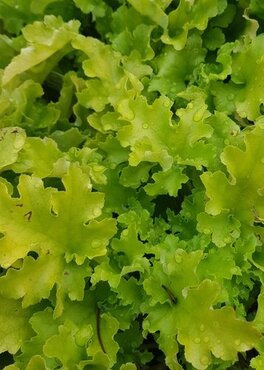 Heuchera Lime Marmalade 1 Litre