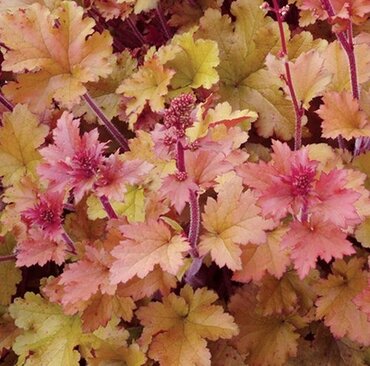 Heuchera Marmalade 1 Litre