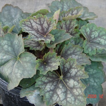 Heuchera Marvellous Marble 9cm