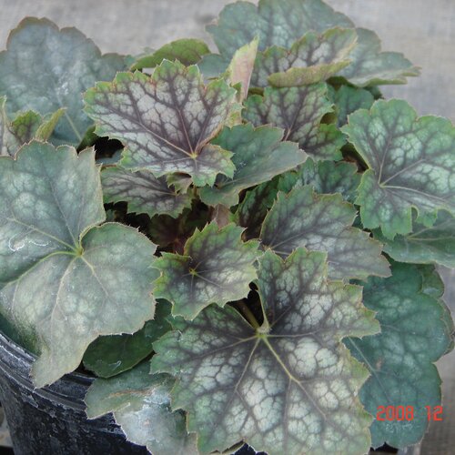 Heuchera Marvellous Marble 9cm