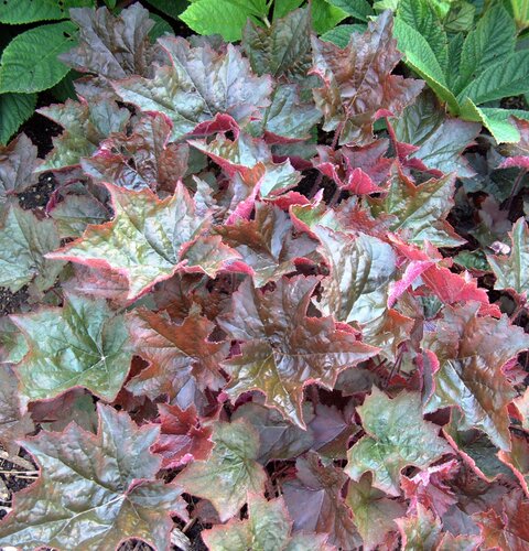 Heuchera Micrantha Palace Purple 9cm