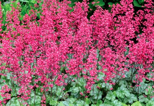 Heuchera Paris 3 litre