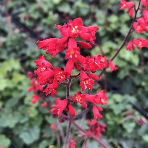 Heuchera Ruby Bells 9cm