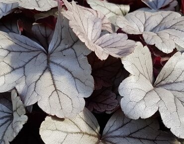 Heuchera Silver Gumdrop 2 Litre