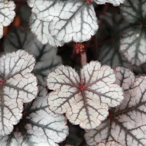 Heuchera Silver Scrolls 3 Litre