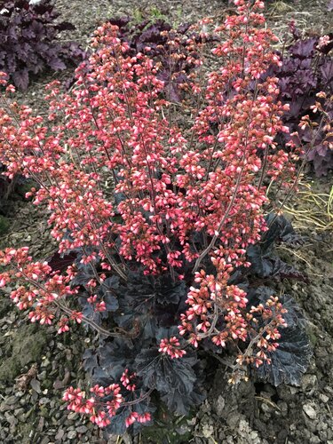 Heuchera Timeless Night 3 Litre