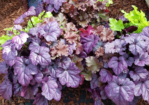 Heuchera Trio Planter 5 Litre