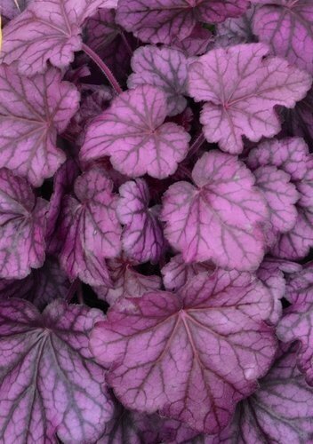 Heuchera Wild Rose 2 Litre