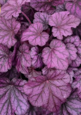 Heuchera Wild Rose 3 Litre