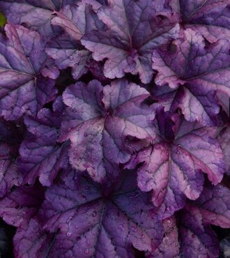 Heuchera Wildberry 3 litre