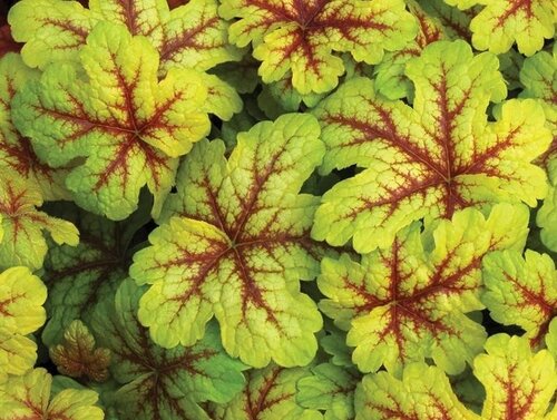 Heucherella Alabama Sunrise 2 Litre