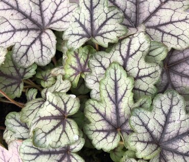 Heucherella Pink Fizz 3 Litre