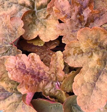 Heucherella Red Rover 3 Litre