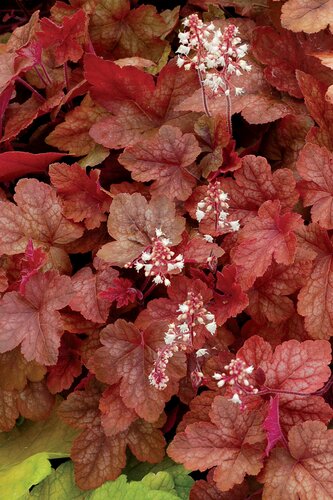 Heucherella Redstone Falls 3 Litre