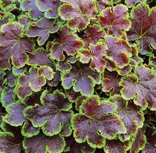 Heucherella Solar Eclipse 2 Litre