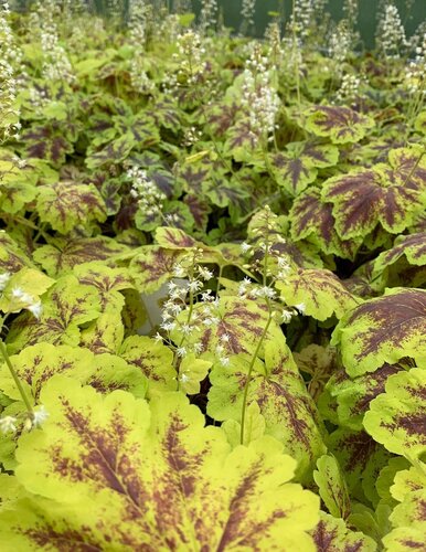 Heucherella Solar Power 3 litre