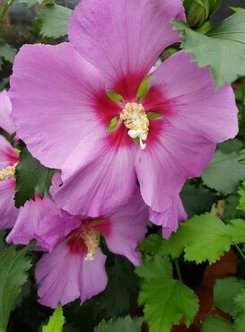 Hibiscus Big Hibiskiss 10 Litre - image 1