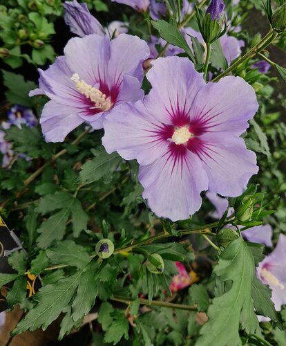Hibiscus Blue Bird 3.4 Litre - image 1