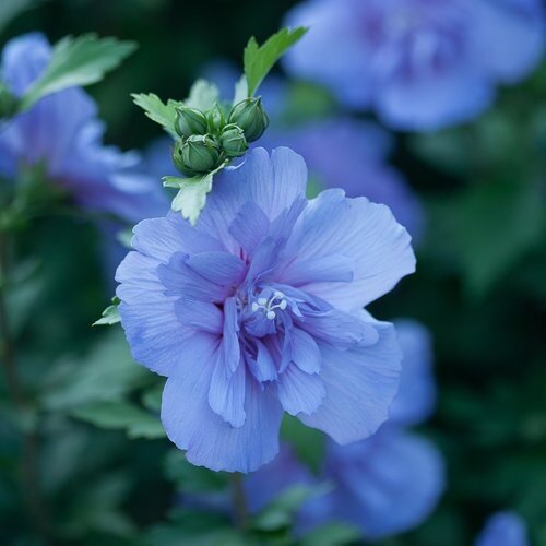 Hibiscus Blue Chiffon 3.4 Litre - image 1