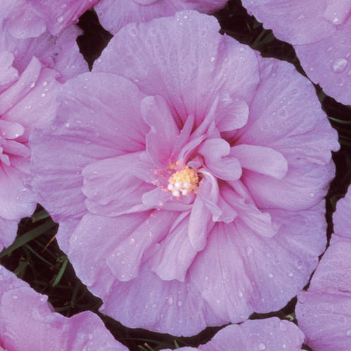 Hibiscus Chiffon Lavender 3 Litre