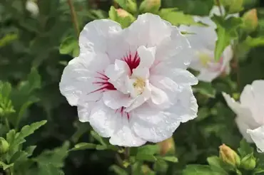 Hibiscus China Chiffon 3.4 Litre - image 1