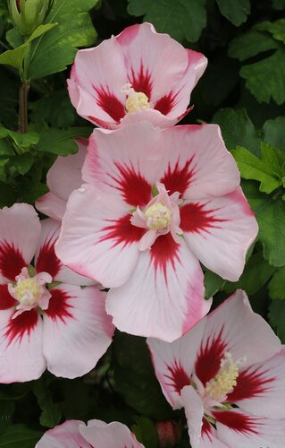 Hibiscus Hamabo 3.4 Litre