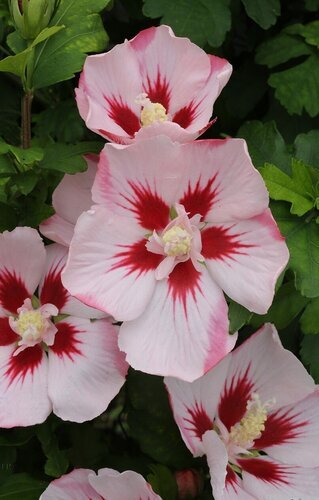 Hibiscus Hamabo 6 Litre
