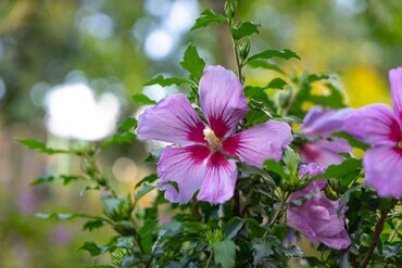 Hibiscus Little Hibiskiss Pink 6 Litre