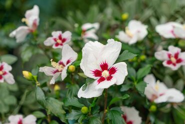 Hibiscus Little Hibiskiss White 6 Litre