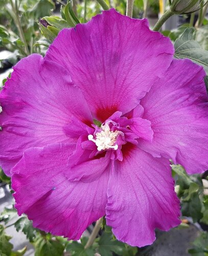 Hibiscus Lunar Rhapsody 6 Litre - image 1